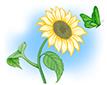 Tournesol 24/7